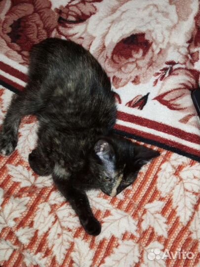 Ласковая малышка в заботливые руки бесплатно