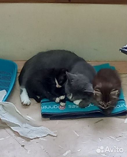 Кошка в дар