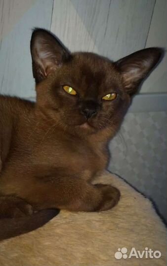 Бурманские девочки