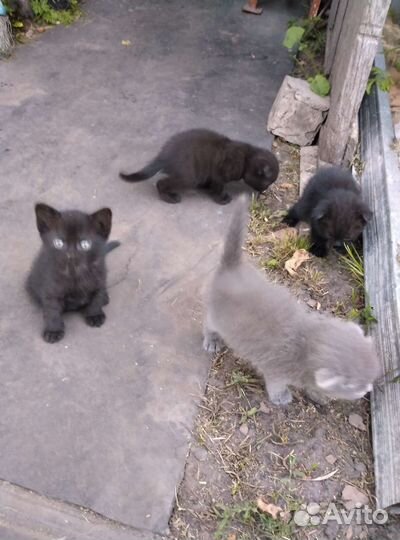 Кошки в добрые руки бесплатно