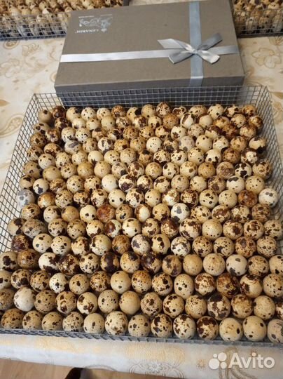 Инкубационное яйцо перепелиное