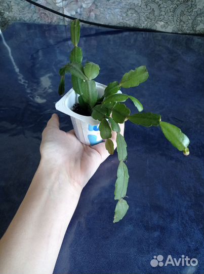 Комнатные растения
