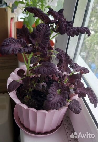 Цветы. Колеус (крапивка)