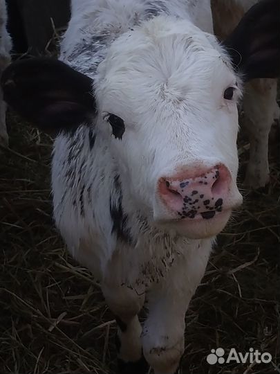 Продажа телят
