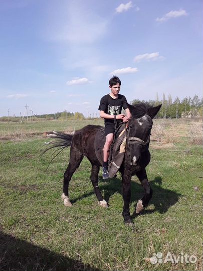 Лошадь