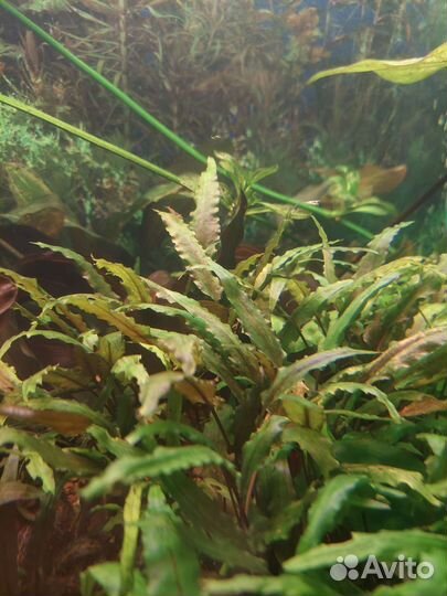 Аквариумные растения