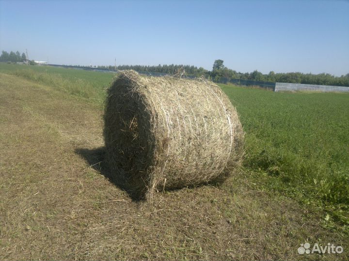 Сено в рулонах 300 - 350кг