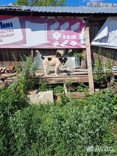 Собаки в дар бесплатно