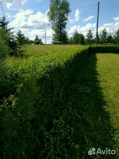 Спирея, кусты, живая изгородь