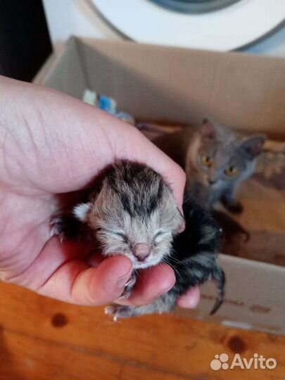 Шотландский кот вязка