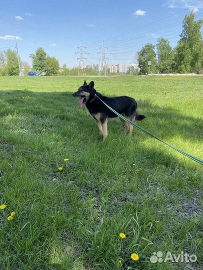 Собака Ричард в поисках дома