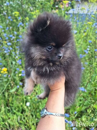 Щенки померанского шпица