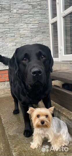 Лабрадор вязка