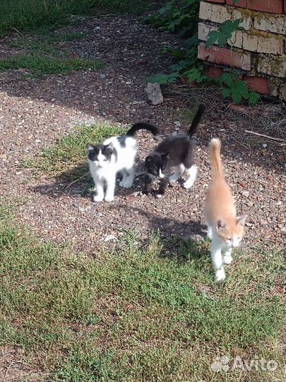 Кошка в дар