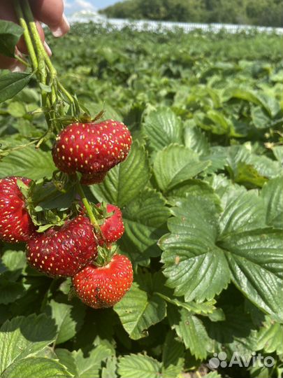 Саженцы клубники и земляники