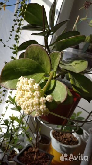 Хойи Томсона, Пахиклада