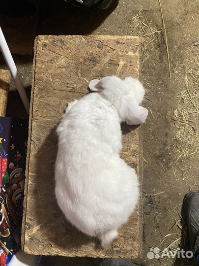 Кролики великаны