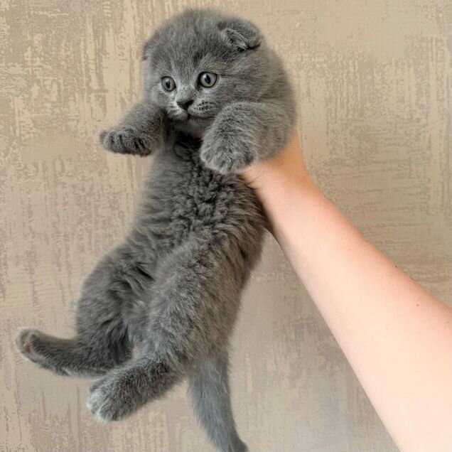 Шотландский вислоухий короткошёрстный котёнок