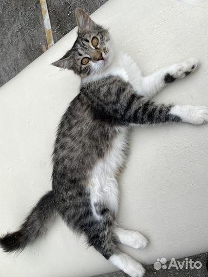 Кошечка в добрые руки