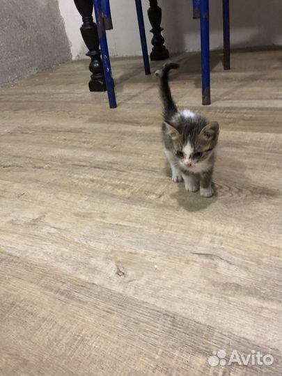 Котенок