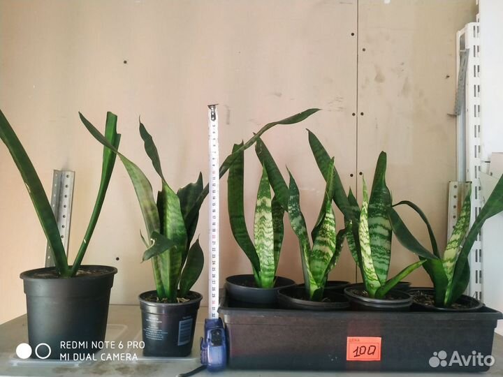 Сансевиерия