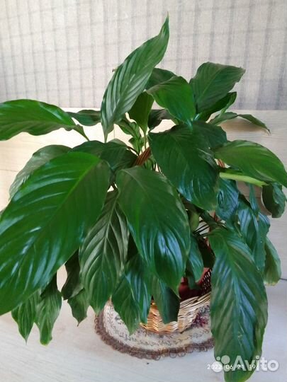 Калифорнийские черви