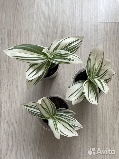 Традесканция