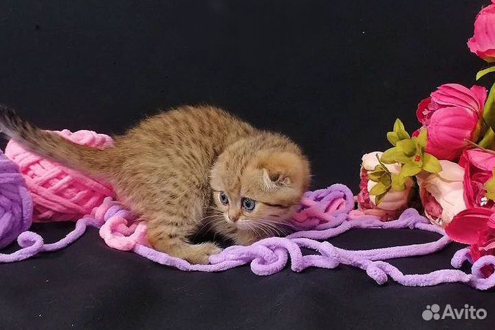 Шикарные котята/документы