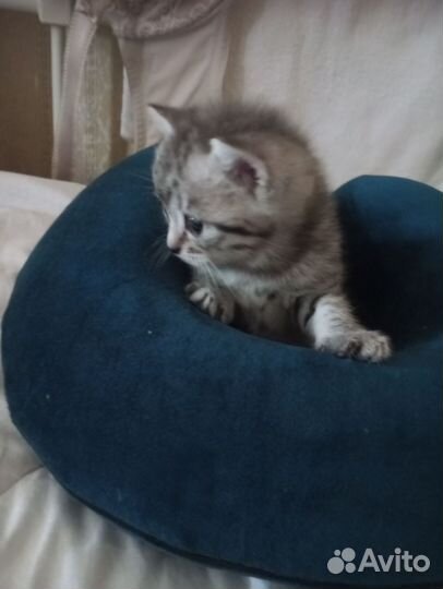 Британские котята