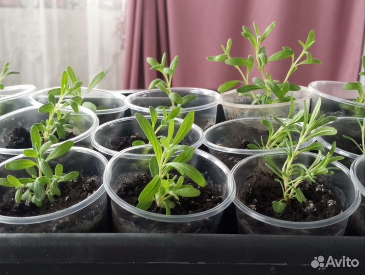 Продам лаванду