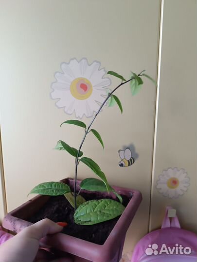 Клеродендрум томпсона вариегатный