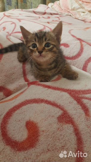 Котенок - кот