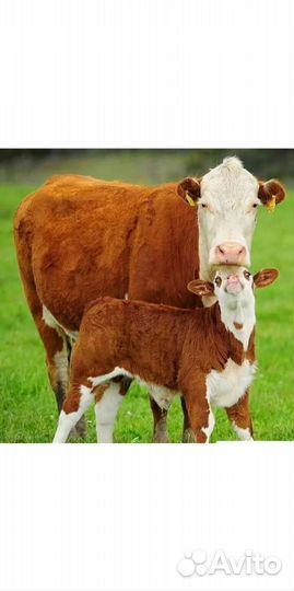 Искусственное осеменение коров и тёлок