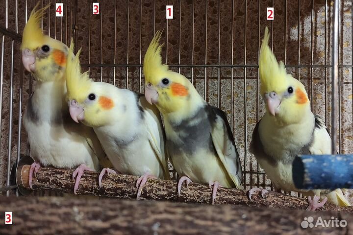 Попугай корелла птенец ручной