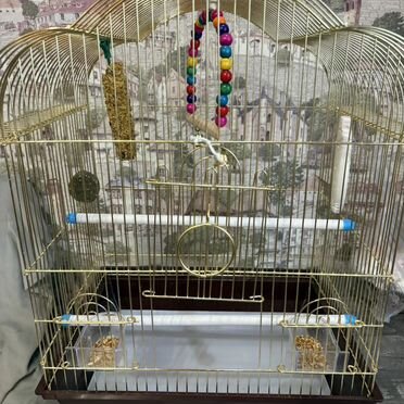 Волнистый попугай с клеткой