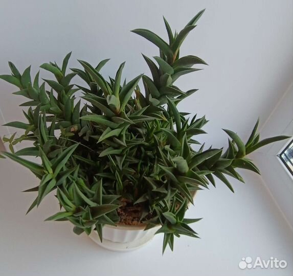 Хавортия извилистая