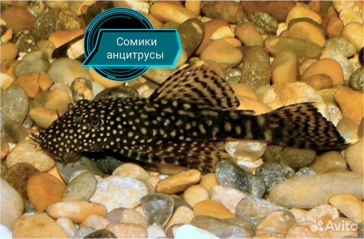 Сомик анцитрус