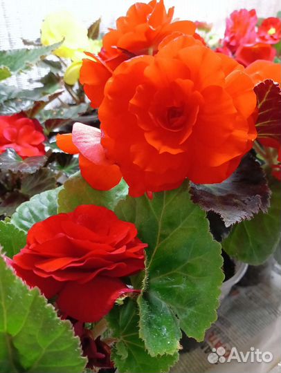 Бегония Ное стоп