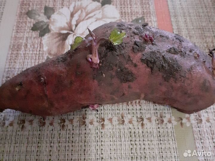 Батат рассада