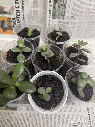 Толстянка (денежное дерево)