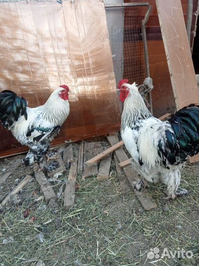 Петух и цыплята
