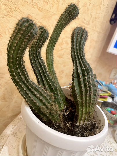 Кактус в горшке
