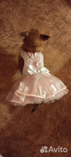Платье для собаки