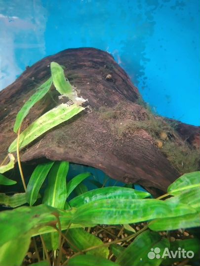 Коряги для аквариума