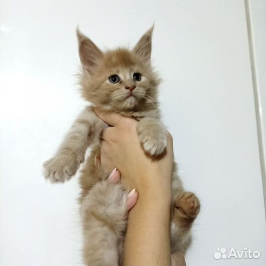 Котята мейн-кун