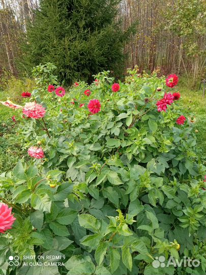 Георгины клубни