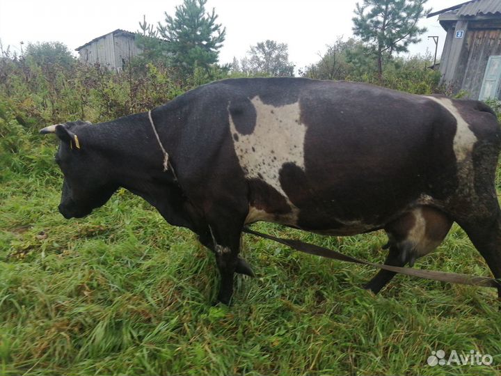 Корова, телочка