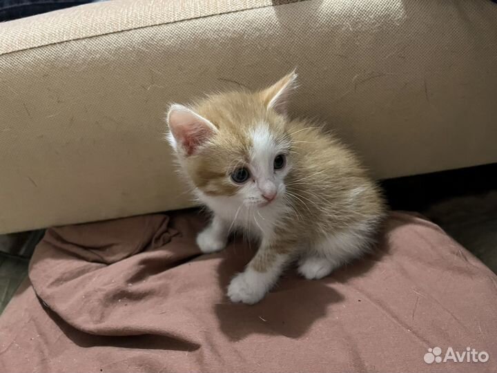 Котята бесплатно