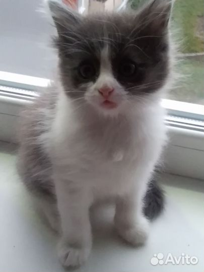 Котик 1.5 месяца