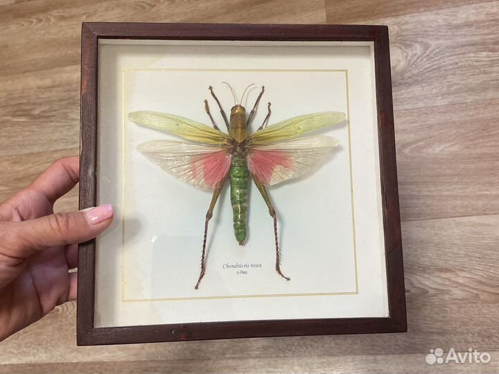 Кузнечик розовый в раме